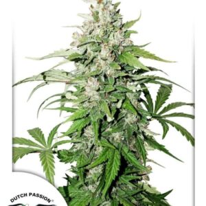 auto-cinderella-jack Auto Cinderella Jack