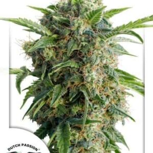 auto-daiquiri-lime Auto Daiquiri Lime