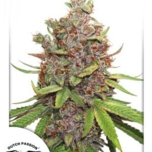 auto-glueberry-o-g Auto Glueberry O.G.