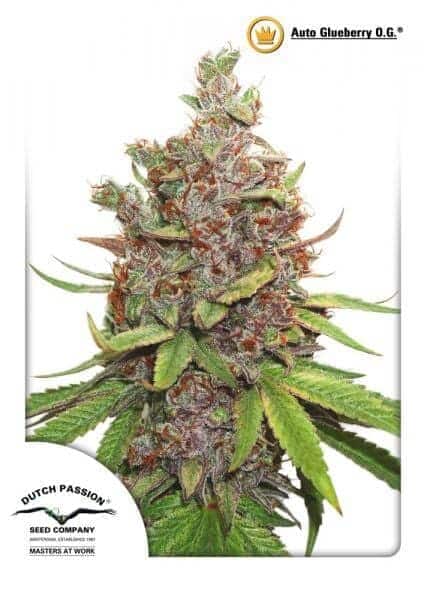 Auto Glueberry O.G.