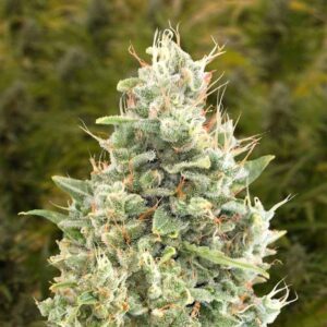 auto-gorilla-zkittlez-hsb Auto Gorilla Zkittlez HSB