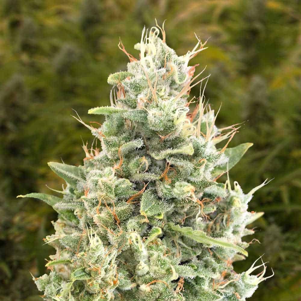Auto Gorilla Zkittlez HSB