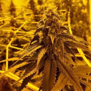 auto-lemon-zkittlez Auto Lemon Zkittlez
