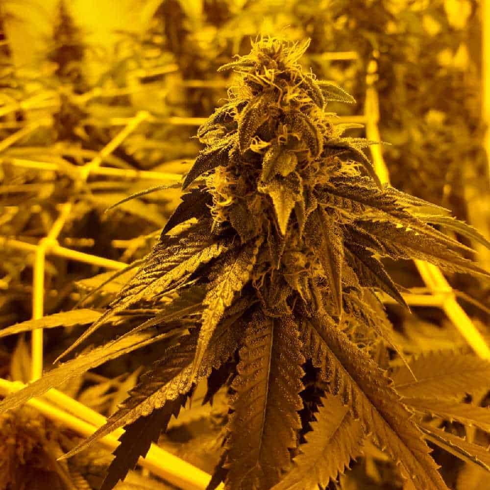 Auto Lemon Zkittlez