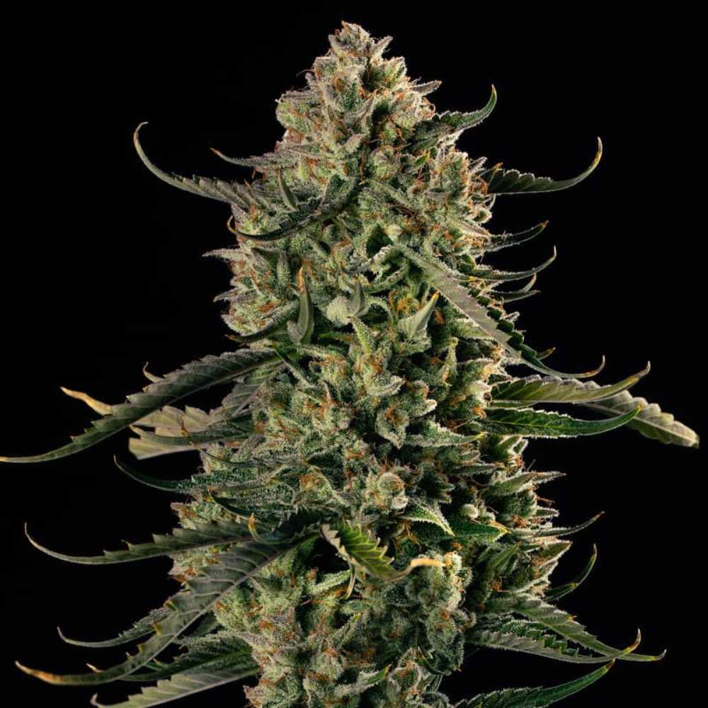 Auto MAC Dawg