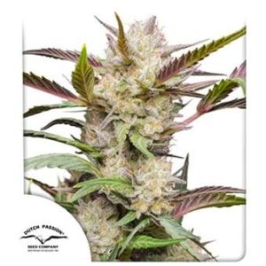 auto-mimosa-punch Auto Mimosa Punch