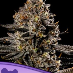 Auto Smashberry Fumez