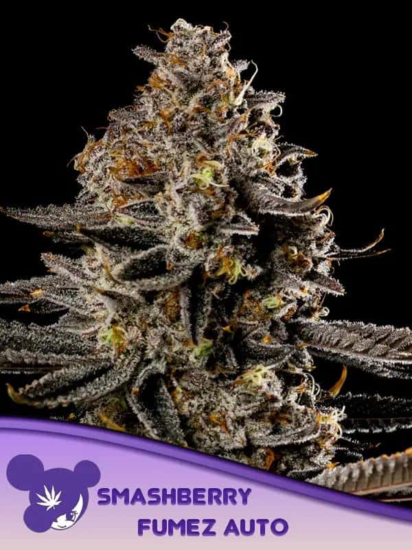 Auto Smashberry Fumez