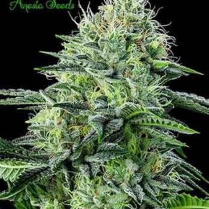 Auto Strawberry Banana