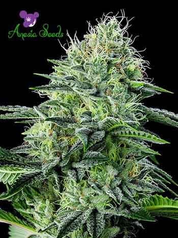 Auto Strawberry Banana