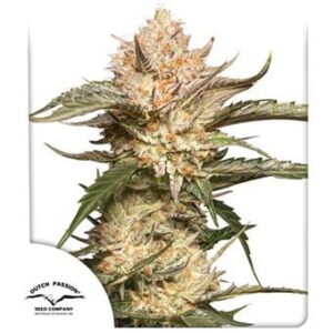 auto-trichome-cream Auto Trichome & Cream