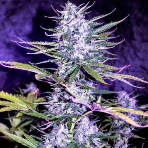 auto-white-widow-x-crystal-meth Auto White Widow x Crystal Meth