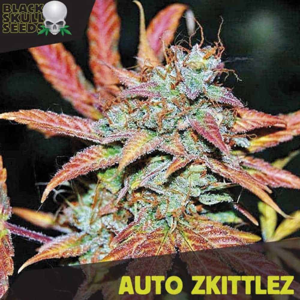 Auto Zkittlez BlackSkullSeeds