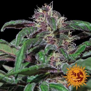 ayahuasca-purple Ayahuasca Purple