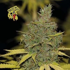 Badazz OG Cheese