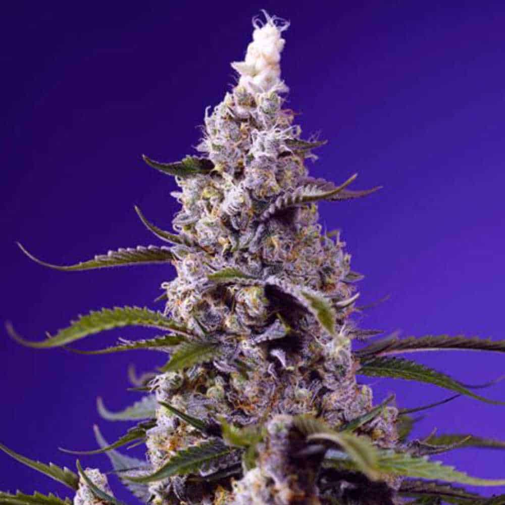 Banana Cream Cake XL Auto