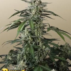 banana-guava-auto Banana Guava Auto
