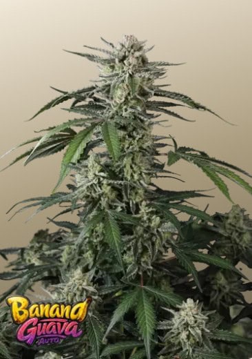 Banana Guava Auto
