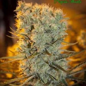 Banana Kush Auto