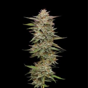banana-og Banana OG