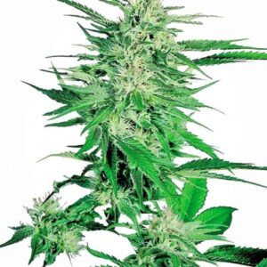 Big Bud