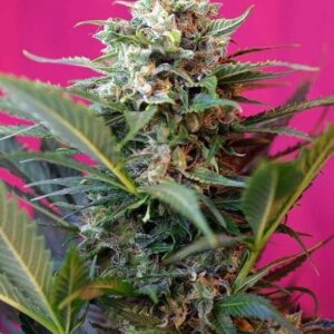 Big Devil XL Auto
