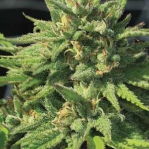 bigfoot-glue Bigfoot Glue