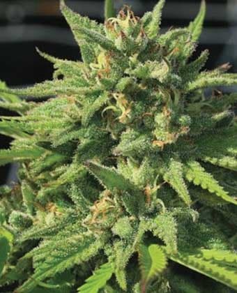 Bigfoot Glue
