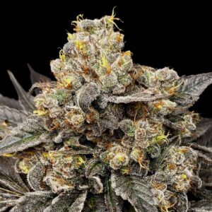 biscotti-zkittlez Biscotti Zkittlez
