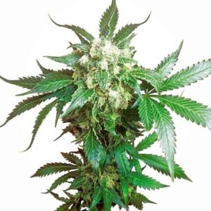 Black Domina von Sensi Seeds