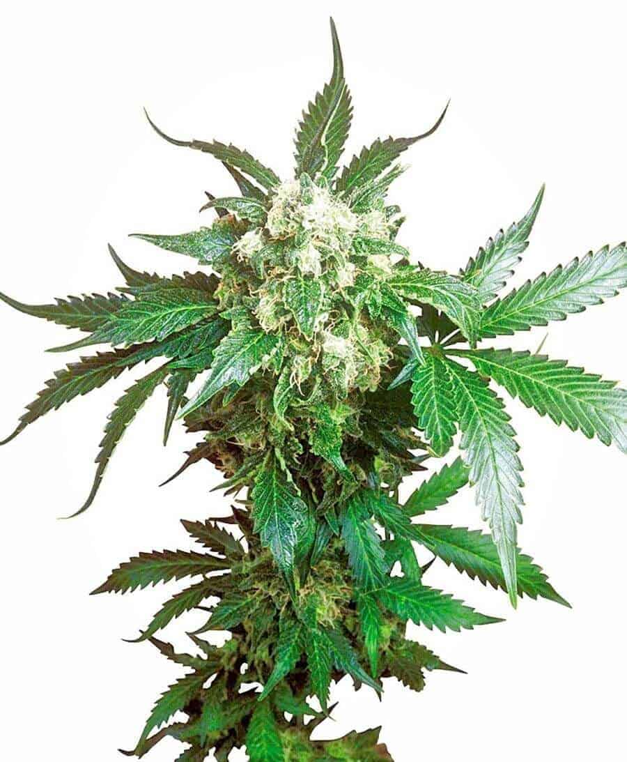 Black Domina od Sensi Seeds