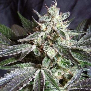 Black Jack