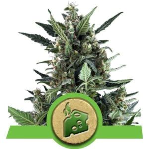 blue-cheese-automatic Blue Cheese Automatic