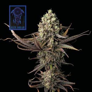 Blue Dream