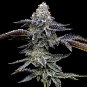 blue-dream-barney-s-farm Blue Dream Barney’s Farm