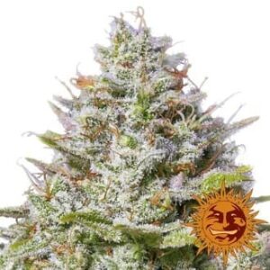 blue-gelato-41 Blue Gelato 41