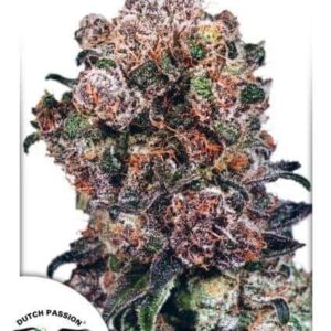 Blueberry