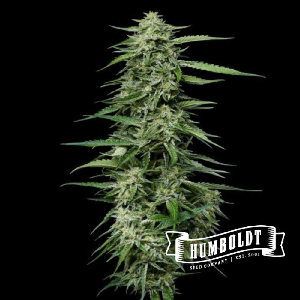 Blueberry Honey