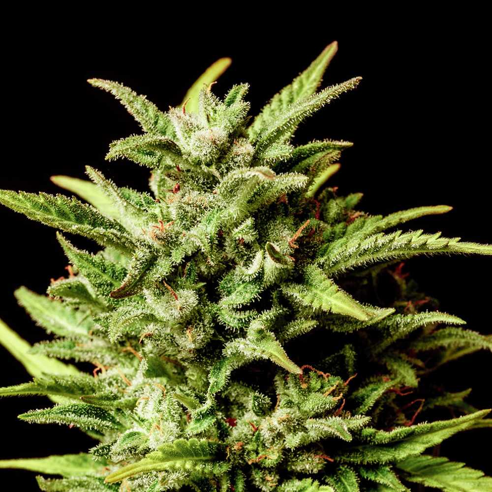 Break Up Cake Auto