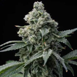 Bruce Banner Barney’s Farm