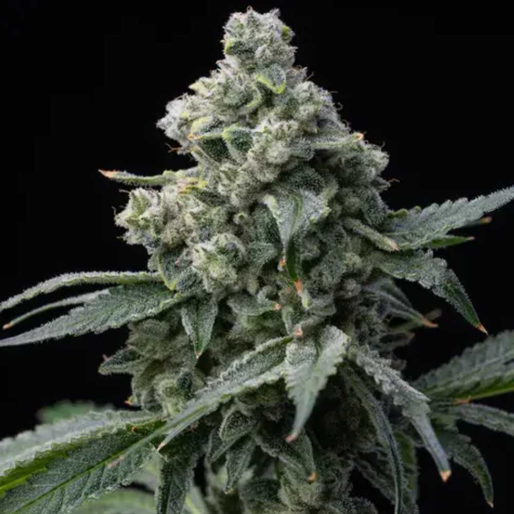 Bruce Banner Barney’s Farm