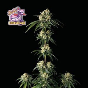 Bubba Cheesecake