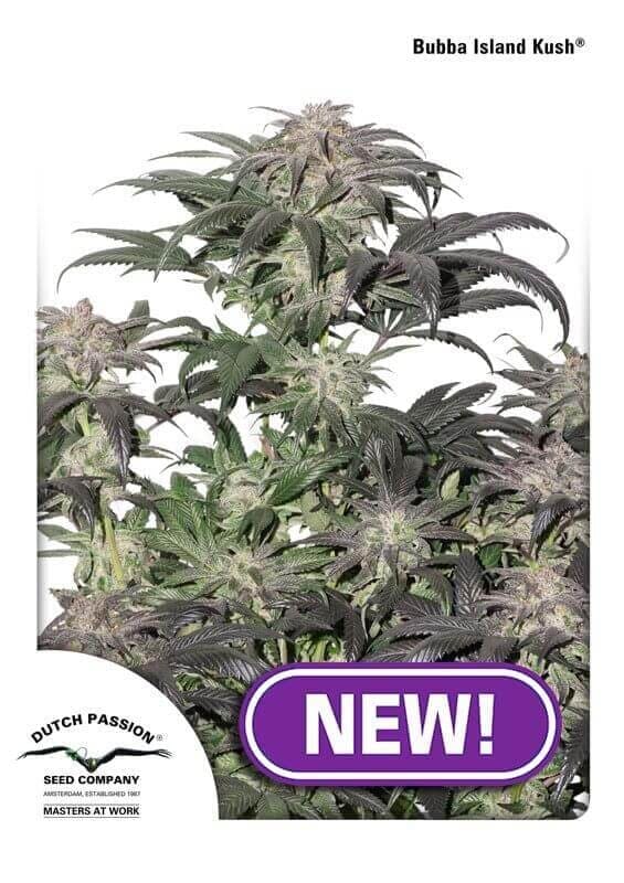 Bubba Island Kush