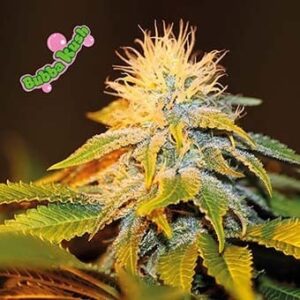 bubba-kush Bubba Kush