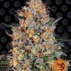 Bubba Kush von Barney’s Farm