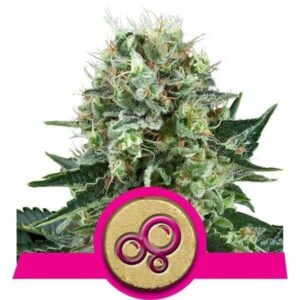 Bubble Kush