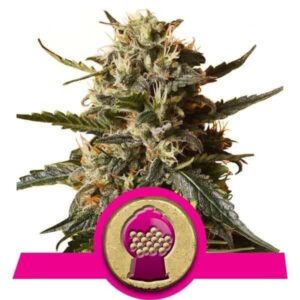 Bubblegum XL