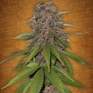 C4 Auto