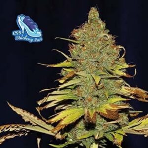 C99 x Blueberry Fast