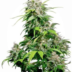 california-indica California Indica